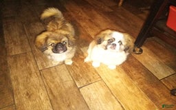 Pekingese dogs for sale: Skippy - Image 4