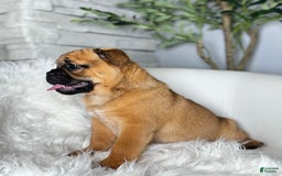 Beabull dogs for sale: Beabull 5 puppies - Image 2