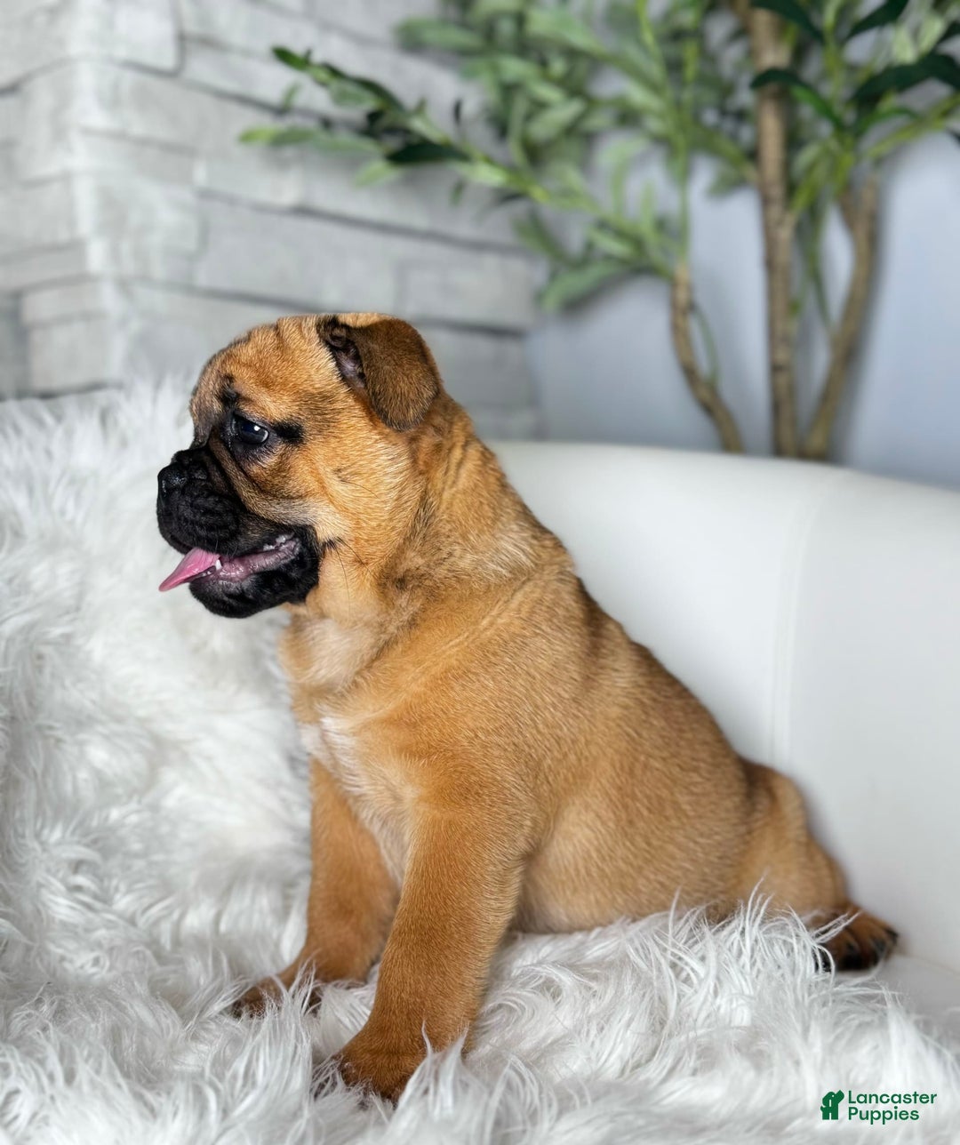Beabull dogs for sale: Beabull 5 puppies - Image 2