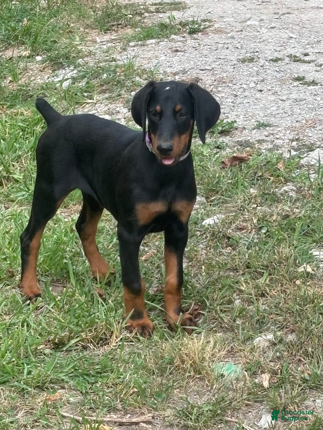 Doberman Pinscher dogs for sale: Annabelle Dad Is Health Tested - Image 4