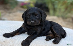 Cavapoo dogs for sale: Luna - Image 16