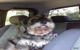 Shih Tzu dogs for sale: Nono - Image 5