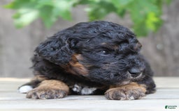 Standard Poodle dogs for sale: Standard Poodle 8 puppies - Image 8