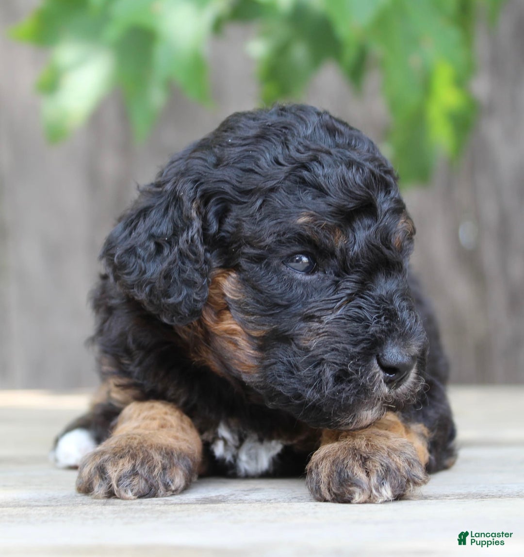 Standard Poodle dogs for sale: Standard Poodle 8 puppies - Image 8