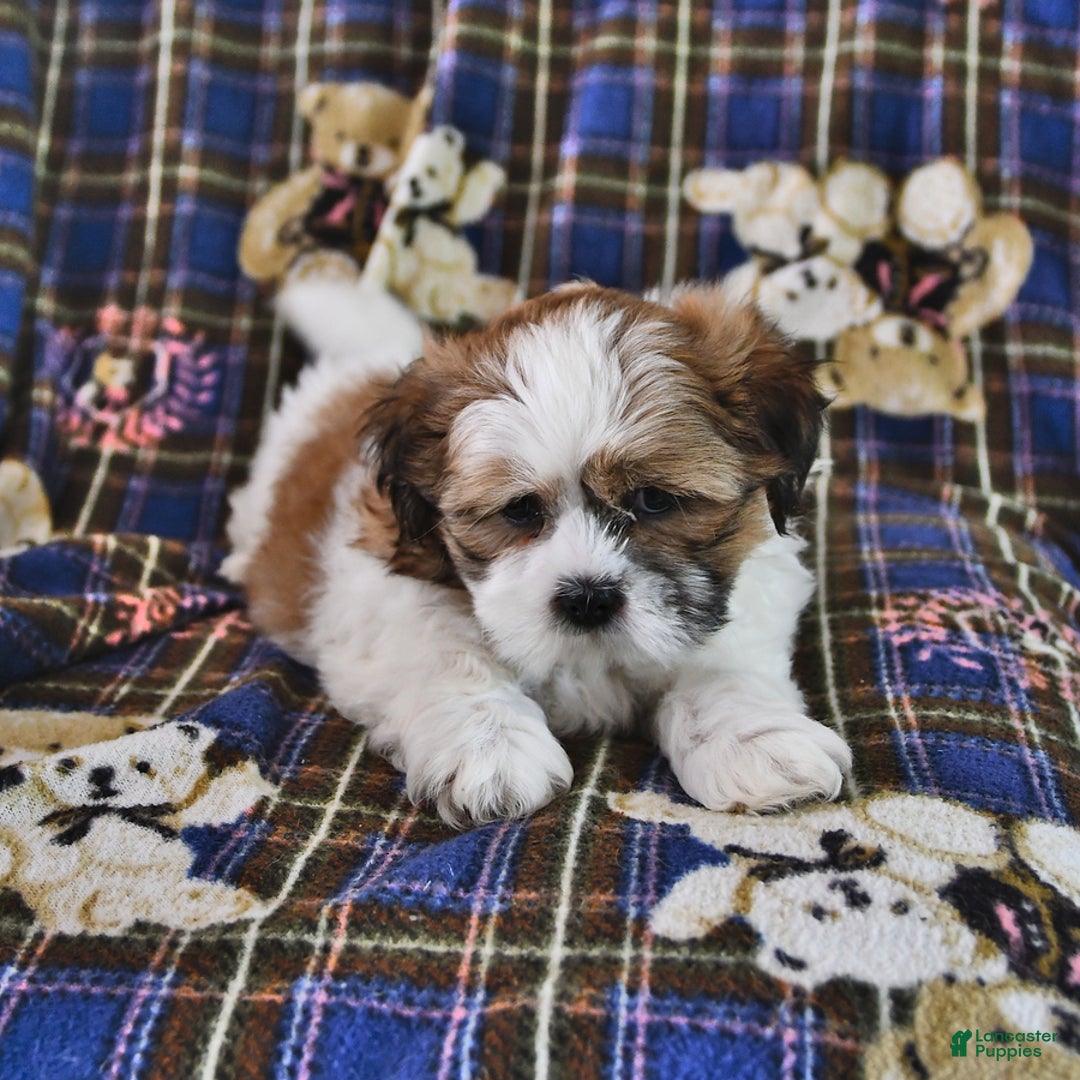 Shih Tzu dogs for sale: Bert - Image 8
