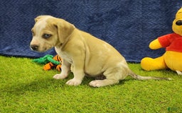 Catahoula Leopard Dog dogs for sale: Tess 2025 Male 3 - Image 11