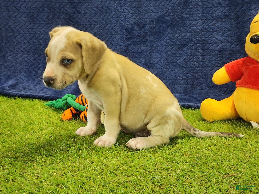 Catahoula Leopard Dog dogs for sale: Tess 2025 Male 3 - Image 11