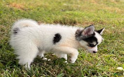 Pomsky dogs for sale: Sweet Girlie - Image 5