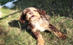 Mini Bernedoodle dogs for sale: Jabel - Image 3