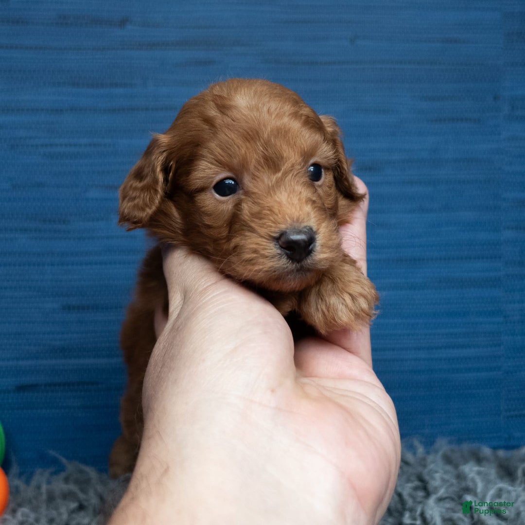Cavapoo dogs for sale: Dakota - Image 5