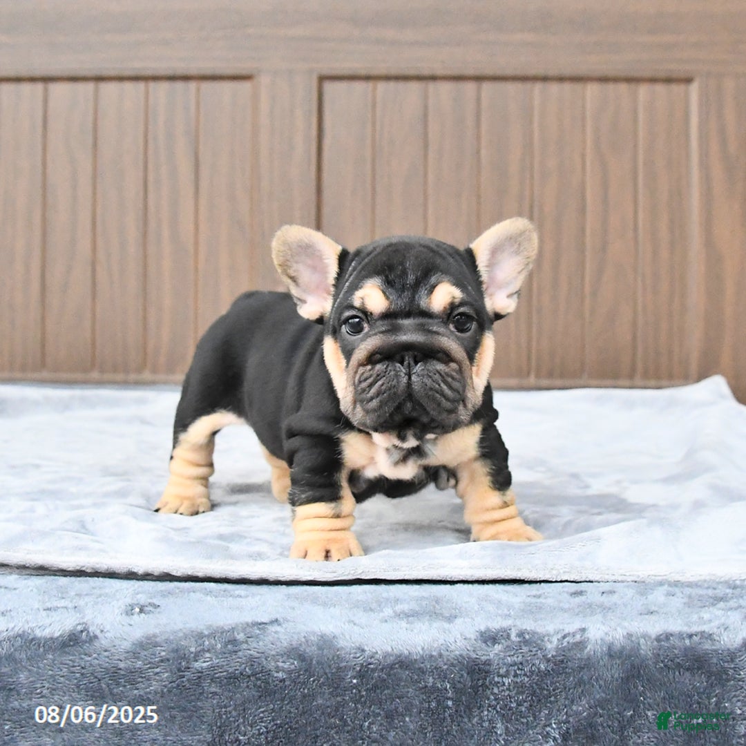 French Bulldog dogs for sale: Daisy - Image 4