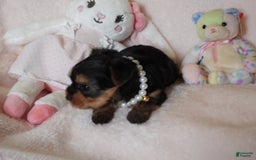 Yorkshire Terrier dogs for sale: Cc - Image 26
