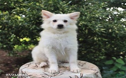 American Eskimo dogs for sale: Scout - Image 4