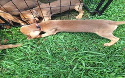 Bloodhound dogs for sale: Pink - Image 1
