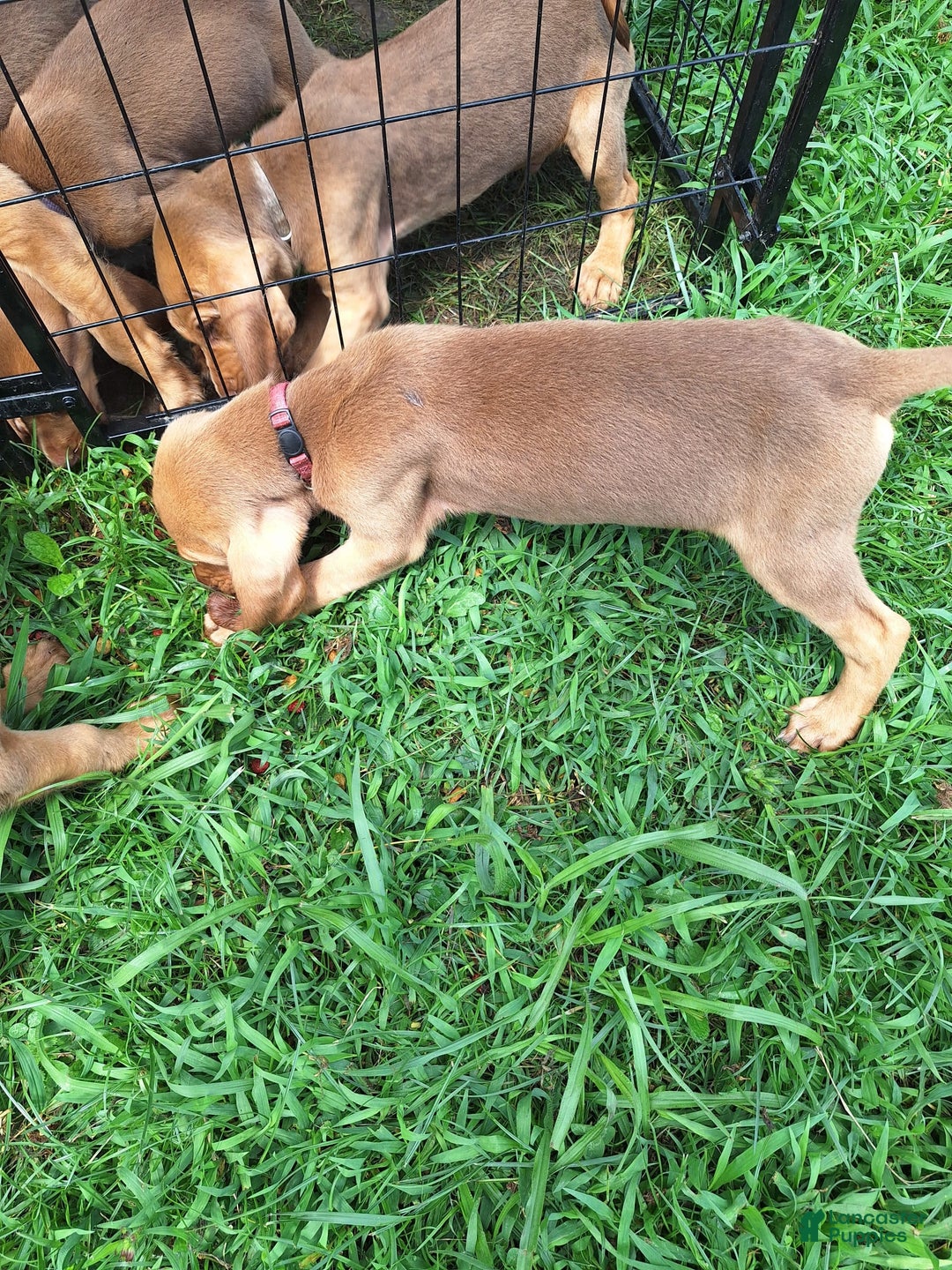 Bloodhound dogs for sale: Pink - Image 1
