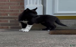 Border Collie dogs for sale: Maxi - Image 1