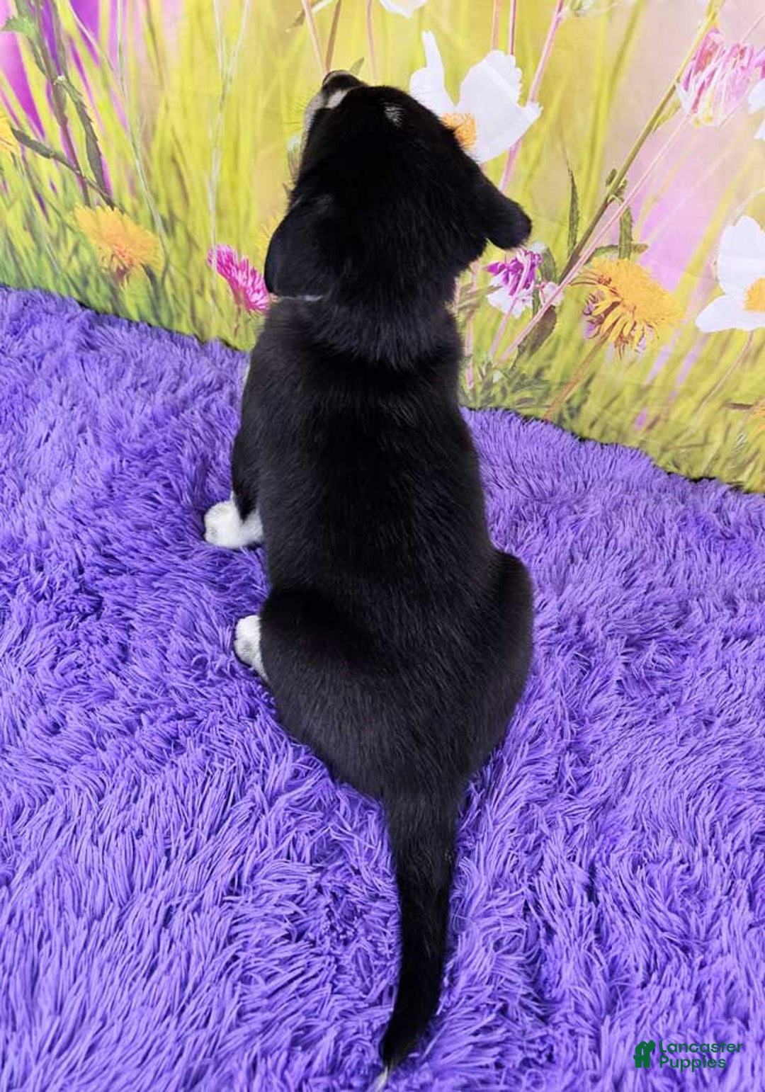 Goberian dogs for sale: Greta - Image 1