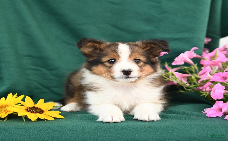 Shetland Sheepdog dogs for sale - Ad 1