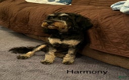 Cavapoo dogs for sale: Jett - Image 4