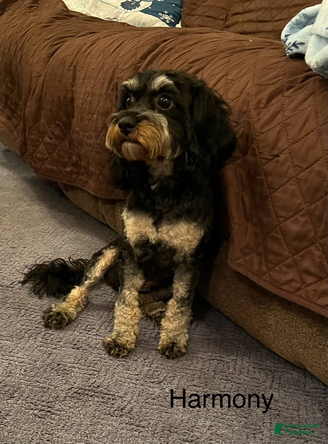 Cavapoo dogs for sale: Jett - Image 4