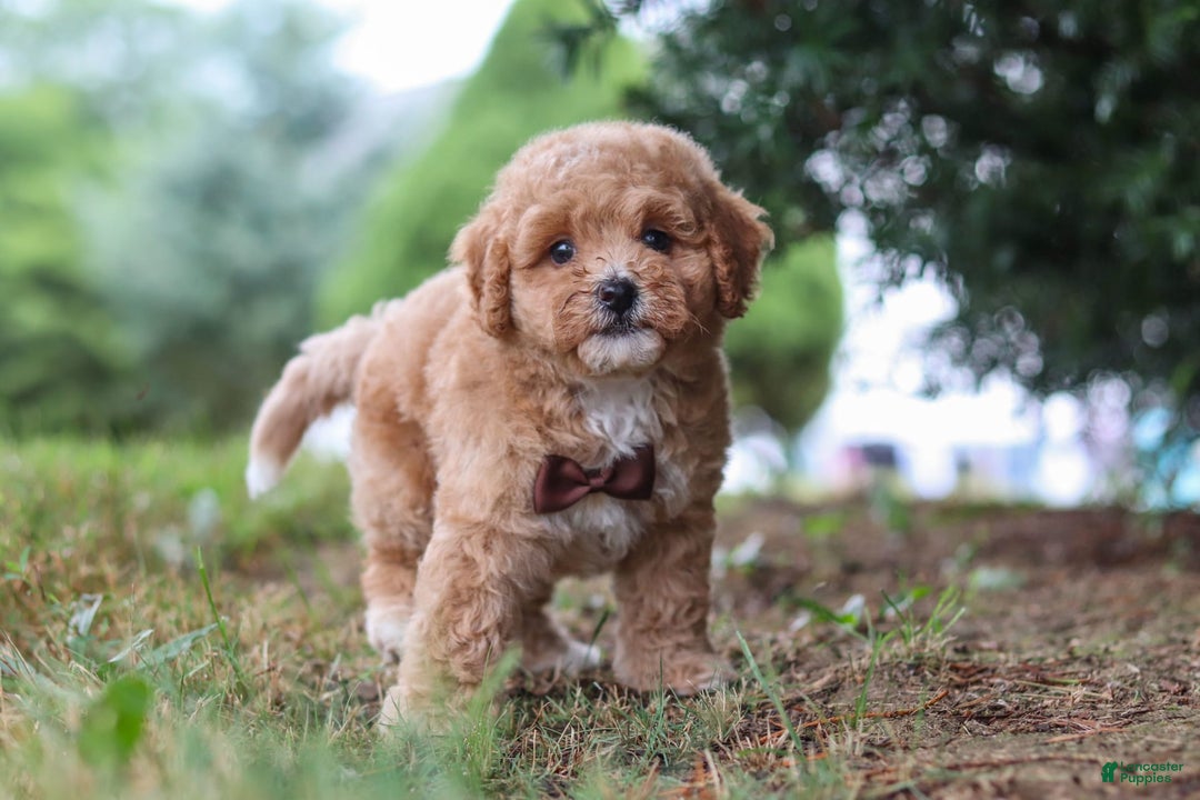 Maltipoo dogs for sale: Tobias - Image 8