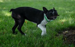 Boston Terrier dogs for sale: Zurich - Image 4