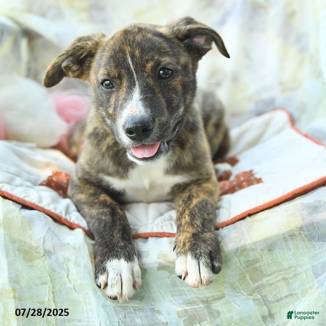 Siberian Husky dogs for sale: Boxer - Image 2