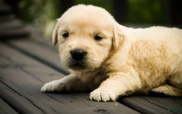 Golden Retriever dogs for sale: Tawny - Image 6