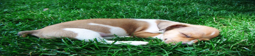 Skippy