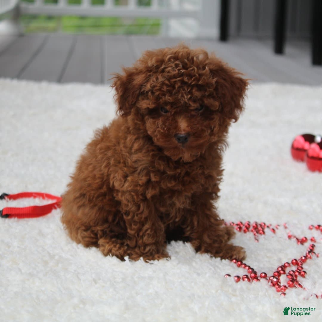 Toy Poodle dogs for sale: Eleanor - Image 25