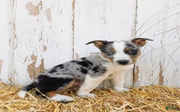 Australian Cattle Dog dogs for sale: Rusty - Image 3