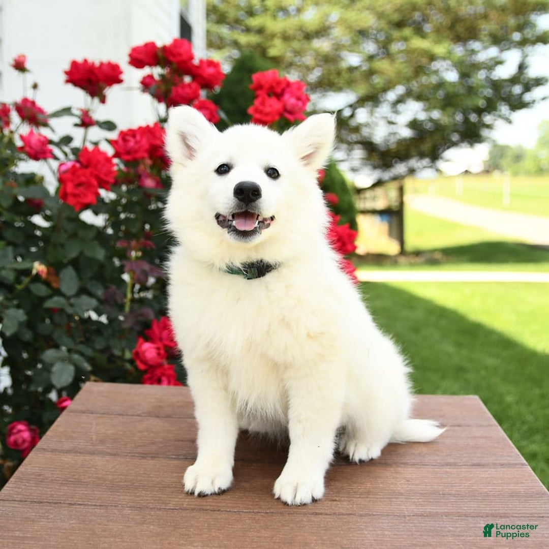 American Eskimo dogs for sale: Magnolia - Image 5