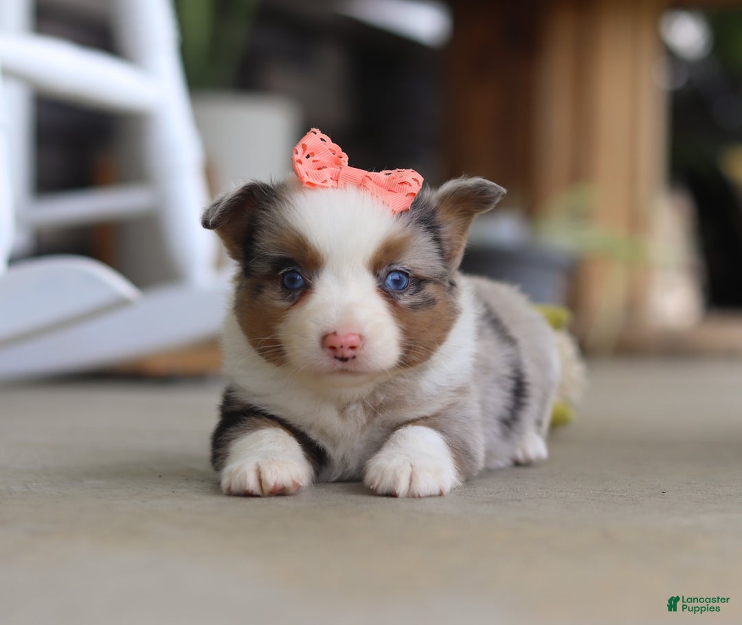 Australian Shepherd dogs for sale: Zoey - Image 5