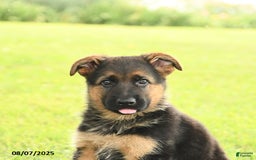 German Shepherd dogs for sale: Donovan - Image 2