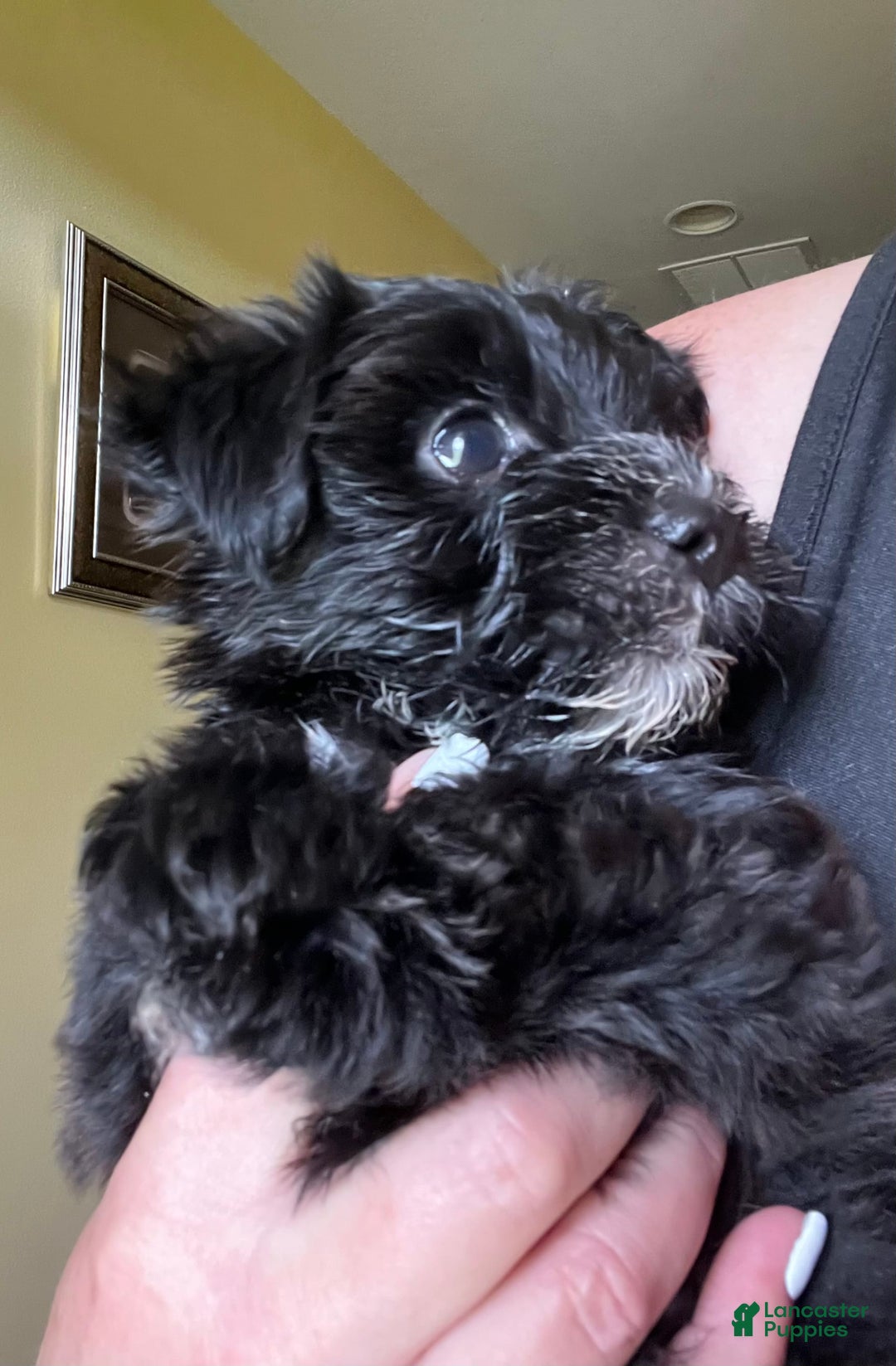 Morkie dogs for sale: Mr. Sleepy - Image 13