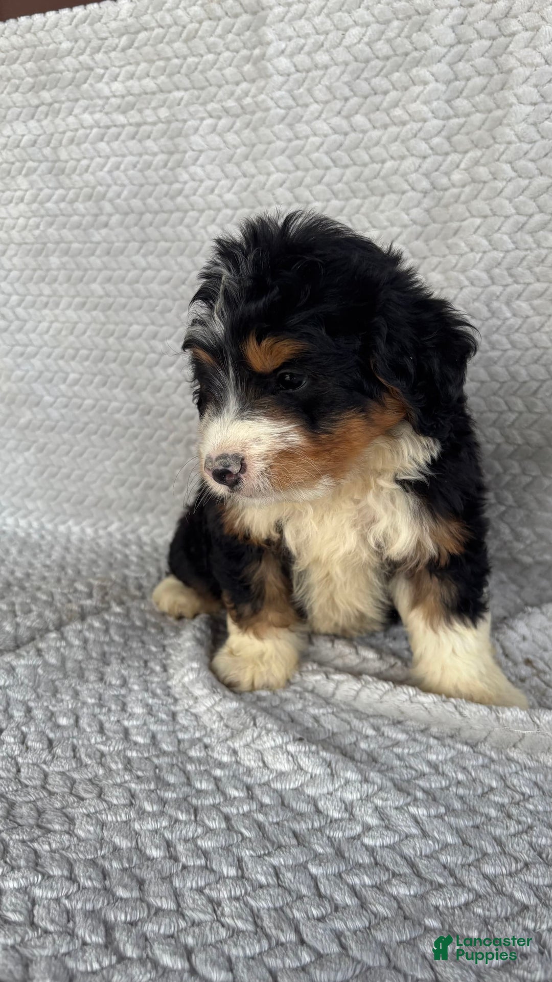 Mini Bernedoodle dogs for sale: Miles - Image 9