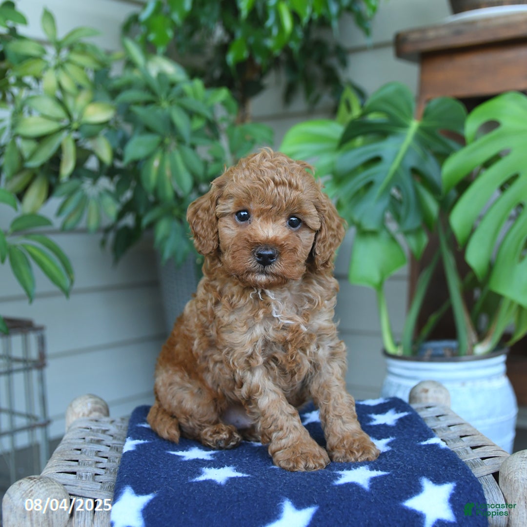 Miniature Poodle dogs for sale: Weston - Image 3