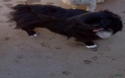 Chihuahua dogs for sale: Full Akc Rose - Image 9