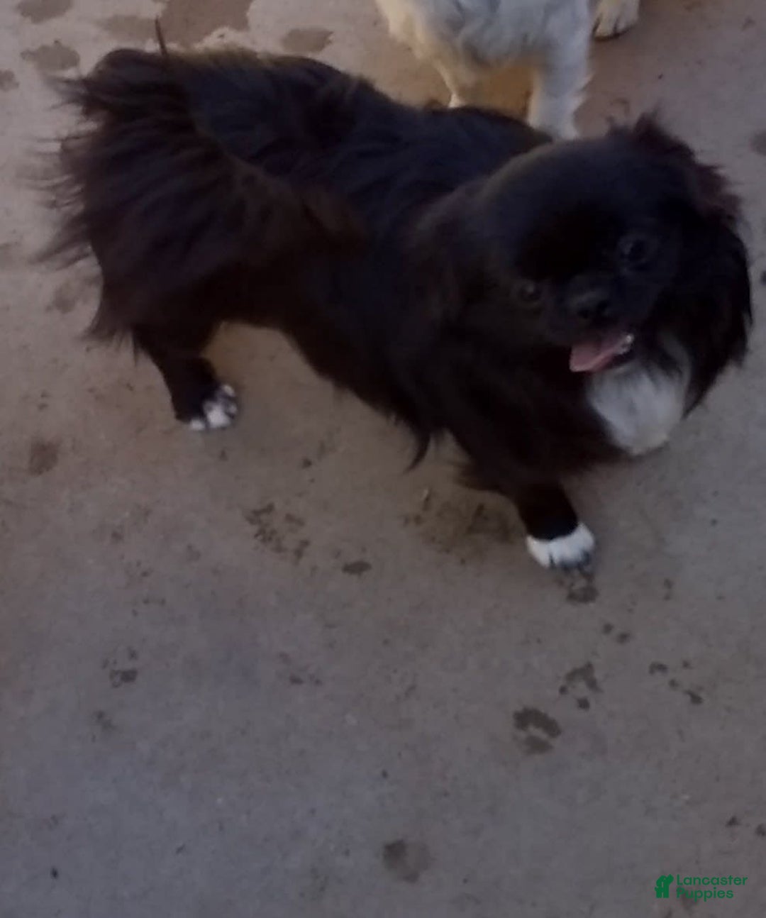 Chihuahua dogs for sale: Full Akc Rose - Image 9