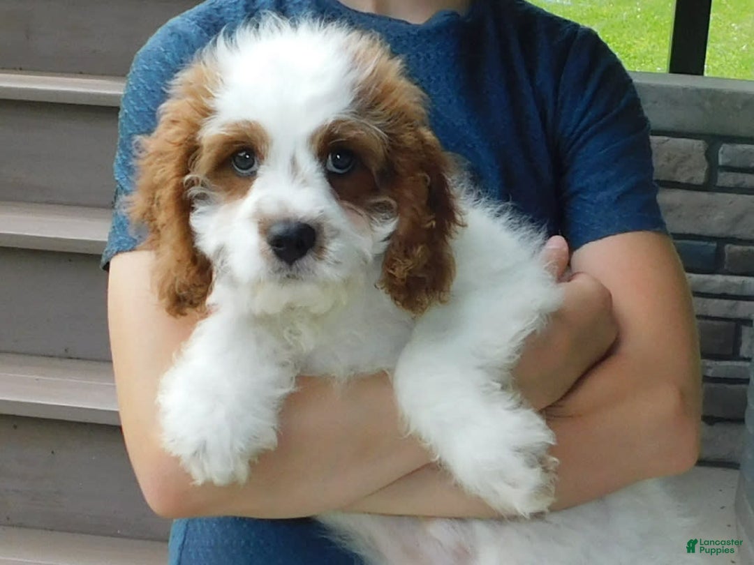 Cavapoo dogs for sale: Cleo - Image 7