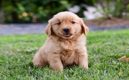 Golden Retriever dogs for sale: Keke - Image 1