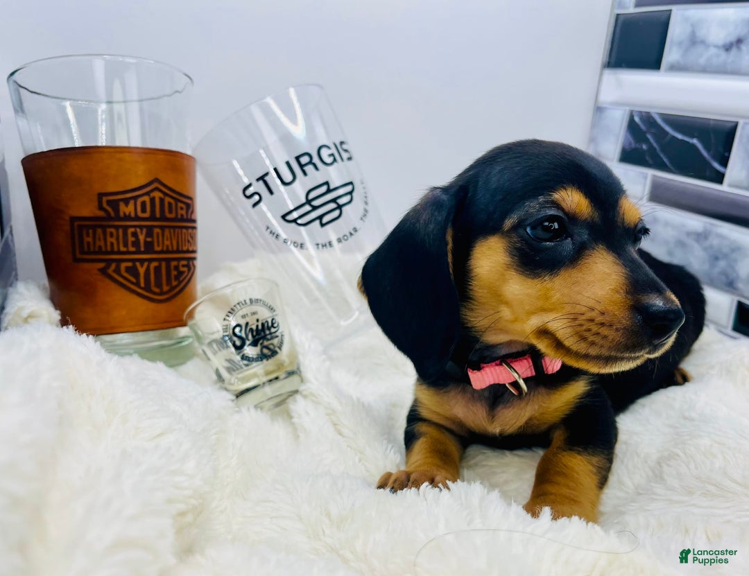 Miniature Dachshund dogs for sale: Jasmine - Image 3