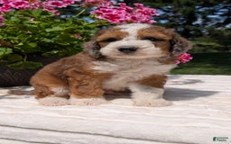 Mini Bernedoodle dogs for sale: Shiloh - Image 5