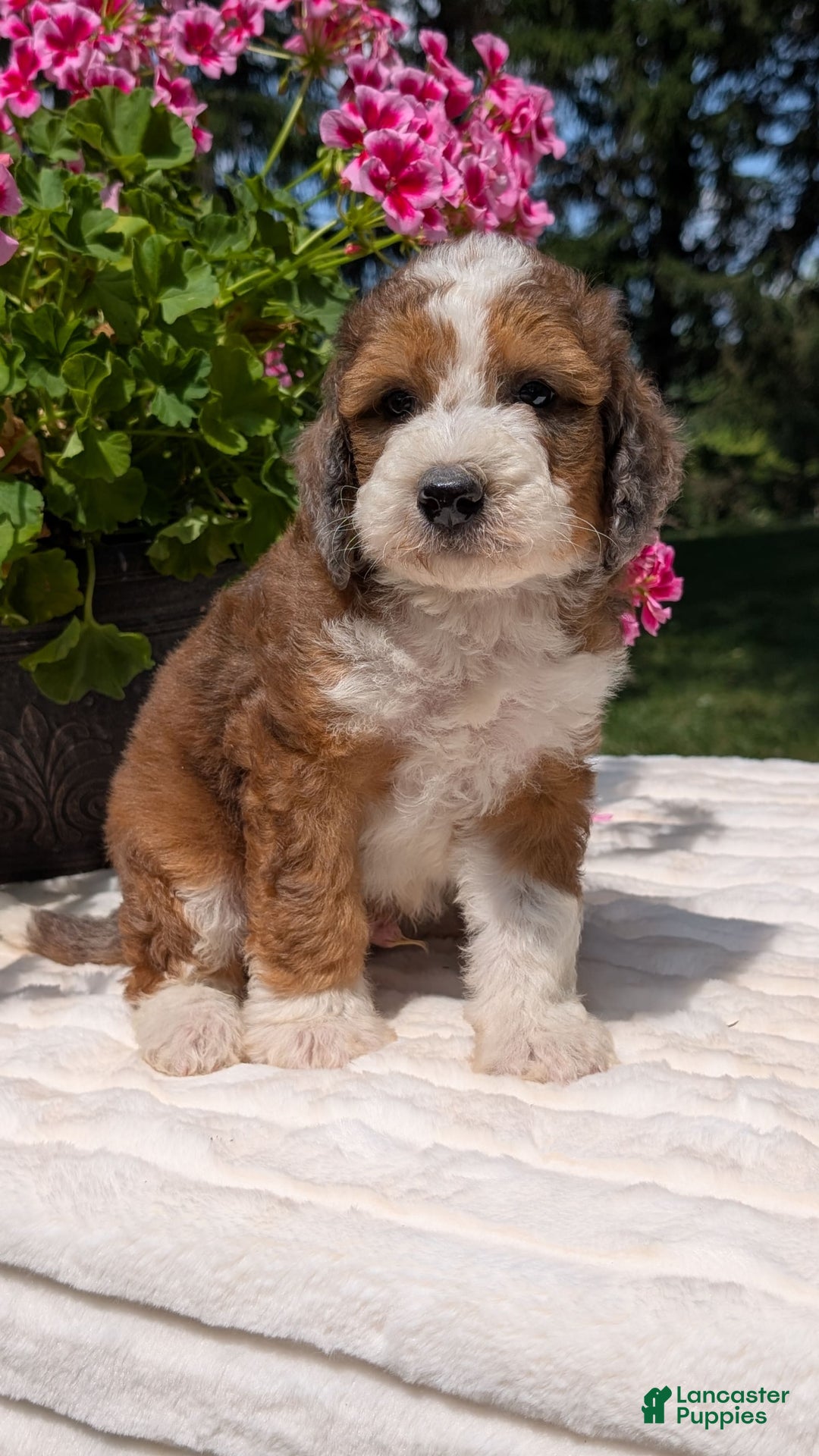 Mini Bernedoodle dogs for sale: Shiloh - Image 5