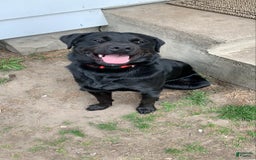 German Shepherd dogs for sale: Jax - Image 8