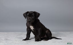 Great Dane dogs for sale: Lexy - Image 1