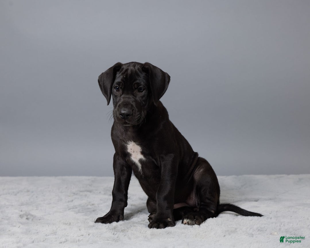 Great Dane dogs for sale: Lexy - Image 1