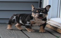 French Bulldog dogs for sale: Peaches - Image 9