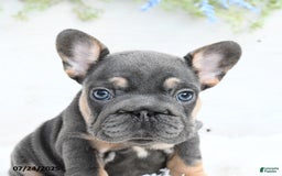French Bulldog dogs for sale: Barb - Image 4