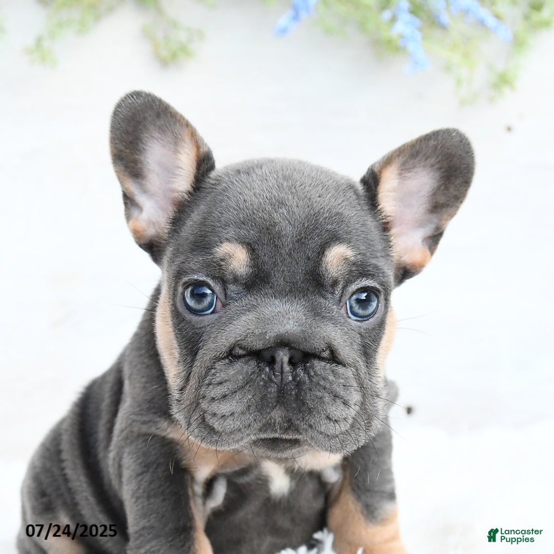French Bulldog dogs for sale: Barb - Image 4